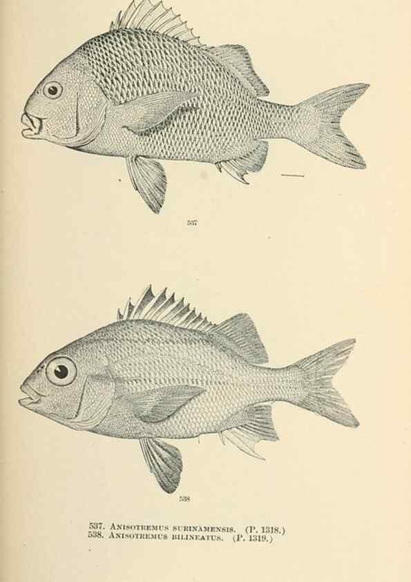 Reproducción/Reproduction 7983483858: The fishes of North and Middle America :. Washington :Smithsonian Institution, United States National Museum,1896-1900.