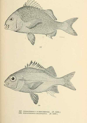 Reproducción/Reproduction 7983483858: The fishes of North and Middle America :. Washington :Smithsonian Institution, United States National Museum,1896-1900.