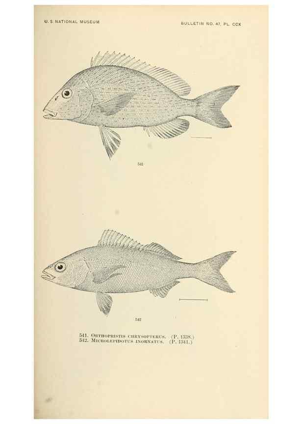 Reproducción/Reproduction 7983480373: The fishes of North and Middle America :. Washington :Smithsonian Institution, United States National Museum,1896-1900.