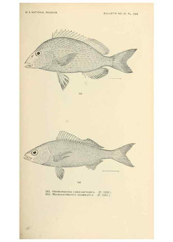 Reproducción/Reproduction 7983480373: The fishes of North and Middle America :. Washington :Smithsonian Institution, United States National Museum,1896-1900.