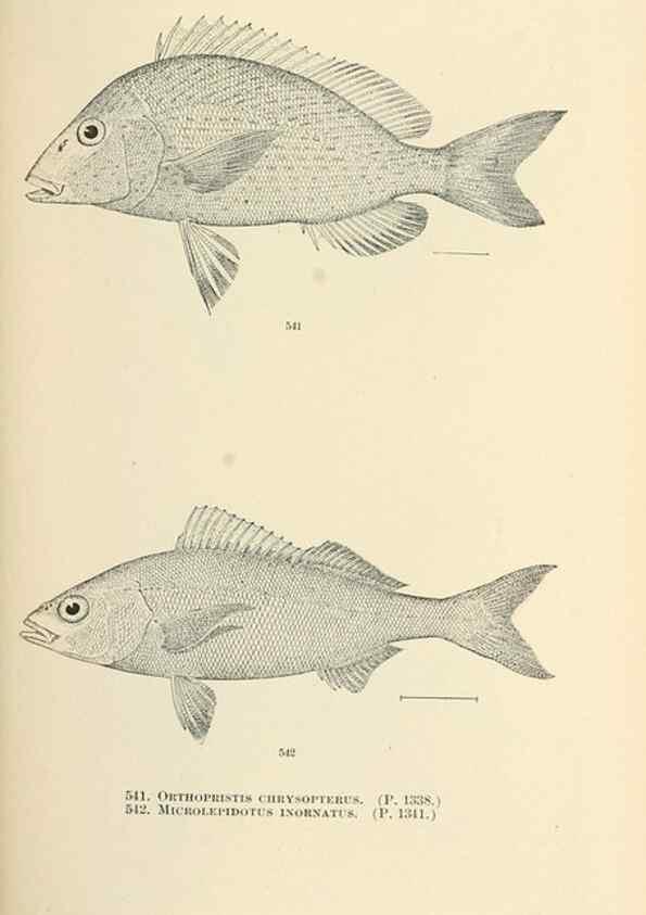 Reproducción/Reproduction 7983480373: The fishes of North and Middle America :. Washington :Smithsonian Institution, United States National Museum,1896-1900.