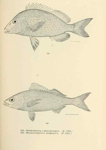 Reproducción/Reproduction 7983480373: The fishes of North and Middle America :. Washington :Smithsonian Institution, United States National Museum,1896-1900.