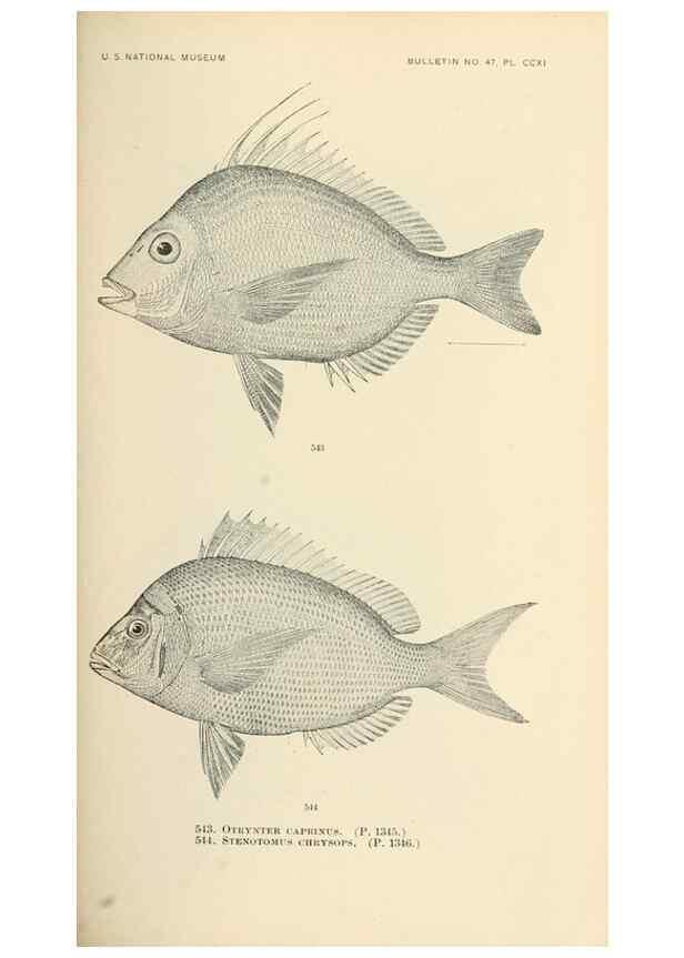Reproducción/Reproduction 7983480861: The fishes of North and Middle America :. Washington :Smithsonian Institution, United States National Museum,1896-1900.
