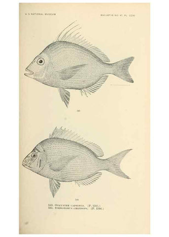 Reproducción/Reproduction 7983480861: The fishes of North and Middle America :. Washington :Smithsonian Institution, United States National Museum,1896-1900.