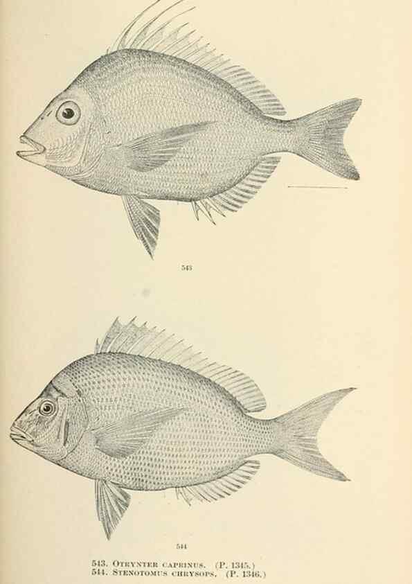 Reproducción/Reproduction 7983480861: The fishes of North and Middle America :. Washington :Smithsonian Institution, United States National Museum,1896-1900.