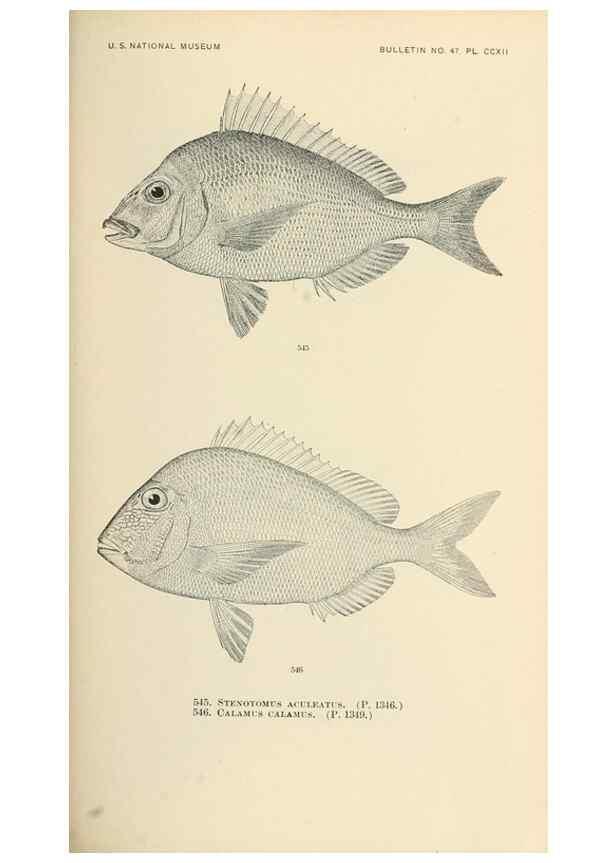 Reproducción/Reproduction 7983486034: The fishes of North and Middle America :. Washington :Smithsonian Institution, United States National Museum,1896-1900.
