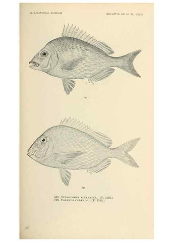 Reproducción/Reproduction 7983486034: The fishes of North and Middle America :. Washington :Smithsonian Institution, United States National Museum,1896-1900.