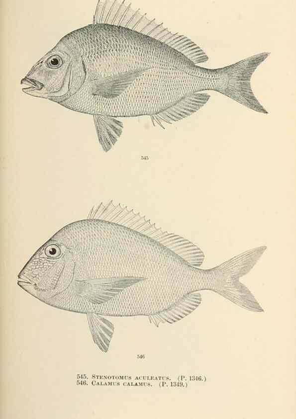 Reproducción/Reproduction 7983486034: The fishes of North and Middle America :. Washington :Smithsonian Institution, United States National Museum,1896-1900.