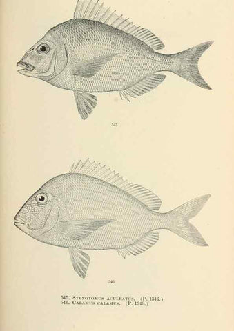 Reproducción/Reproduction 7983486034: The fishes of North and Middle America :. Washington :Smithsonian Institution, United States National Museum,1896-1900.