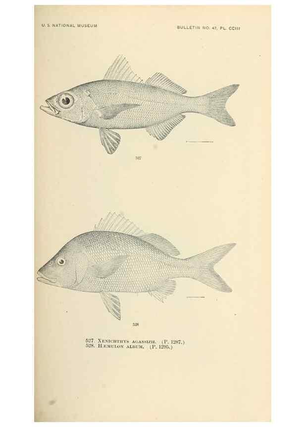 Reproducción/Reproduction 7983481108: The fishes of North and Middle America :. Washington :Smithsonian Institution, United States National Museum,1896-1900.
