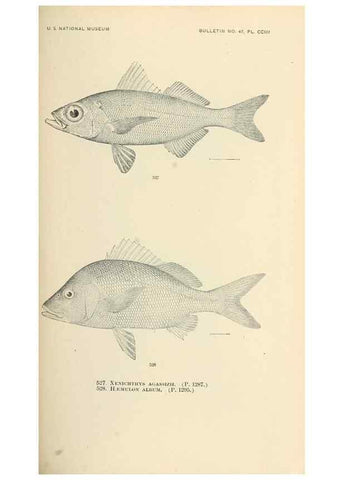 Reproducción/Reproduction 7983481108: The fishes of North and Middle America :. Washington :Smithsonian Institution, United States National Museum,1896-1900.