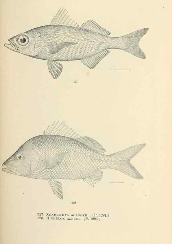 Reproducción/Reproduction 7983481108: The fishes of North and Middle America :. Washington :Smithsonian Institution, United States National Museum,1896-1900.
