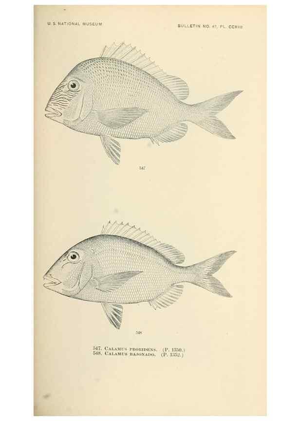Reproducción/Reproduction 7983482227: The fishes of North and Middle America :. Washington :Smithsonian Institution, United States National Museum,1896-1900.