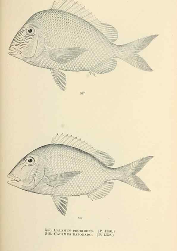 Reproducción/Reproduction 7983482227: The fishes of North and Middle America :. Washington :Smithsonian Institution, United States National Museum,1896-1900.