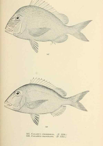 Reproducción/Reproduction 7983482227: The fishes of North and Middle America :. Washington :Smithsonian Institution, United States National Museum,1896-1900.