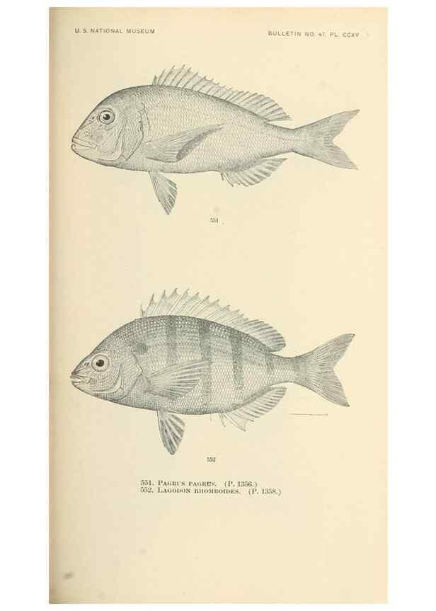 Reproducción/Reproduction 7983483809: The fishes of North and Middle America :. Washington :Smithsonian Institution, United States National Museum,1896-1900.