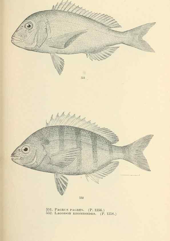 Reproducción/Reproduction 7983483809: The fishes of North and Middle America :. Washington :Smithsonian Institution, United States National Museum,1896-1900.