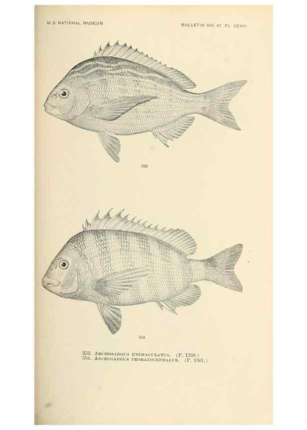 Reproducción/Reproduction 7983484335: The fishes of North and Middle America :. Washington :Smithsonian Institution, United States National Museum,1896-1900.