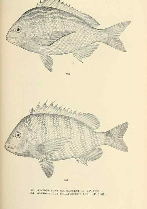 Reproducción/Reproduction 7983484335: The fishes of North and Middle America :. Washington :Smithsonian Institution, United States National Museum,1896-1900.