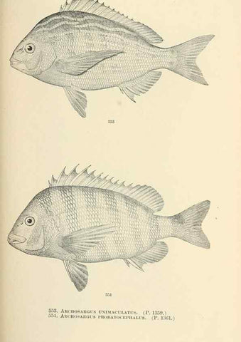 Reproducción/Reproduction 7983484335: The fishes of North and Middle America :. Washington :Smithsonian Institution, United States National Museum,1896-1900.