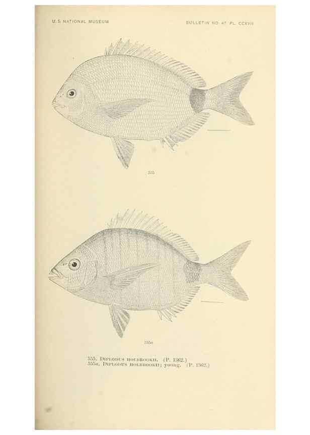 Reproducción/Reproduction 7983484871: The fishes of North and Middle America :. Washington :Smithsonian Institution, United States National Museum,1896-1900.