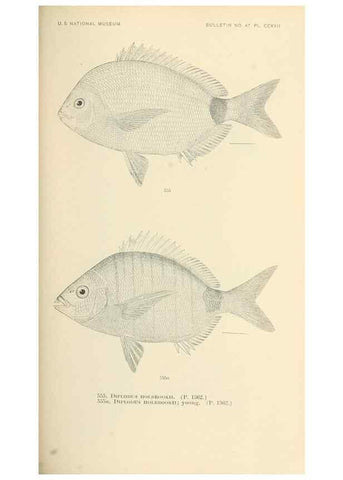 Reproducción/Reproduction 7983484871: The fishes of North and Middle America :. Washington :Smithsonian Institution, United States National Museum,1896-1900.