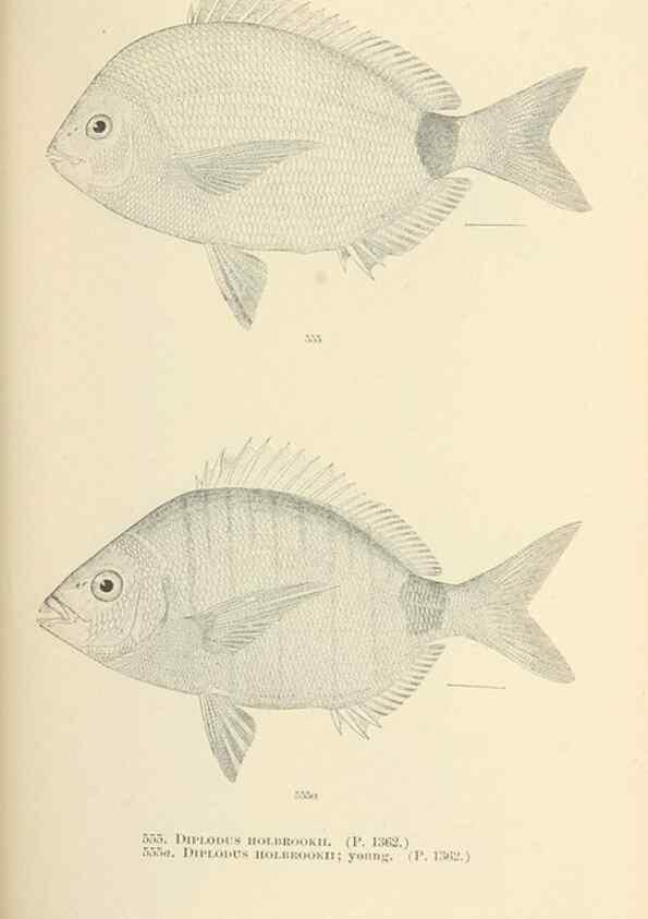 Reproducción/Reproduction 7983484871: The fishes of North and Middle America :. Washington :Smithsonian Institution, United States National Museum,1896-1900.