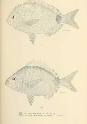 Reproducción/Reproduction 7983484871: The fishes of North and Middle America :. Washington :Smithsonian Institution, United States National Museum,1896-1900.