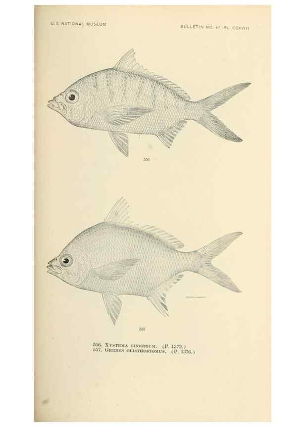 Reproducción/Reproduction 7983489990: The fishes of North and Middle America :. Washington :Smithsonian Institution, United States National Museum,1896-1900.