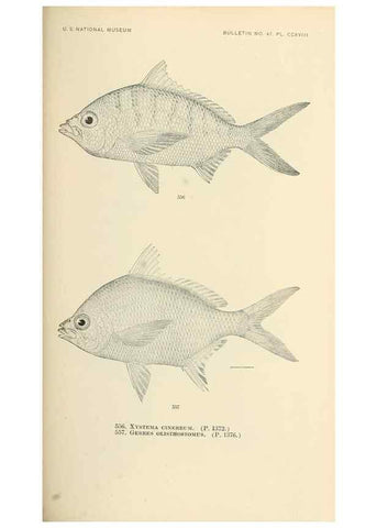 Reproducción/Reproduction 7983489990: The fishes of North and Middle America :. Washington :Smithsonian Institution, United States National Museum,1896-1900.