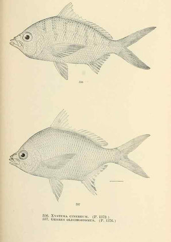 Reproducción/Reproduction 7983489990: The fishes of North and Middle America :. Washington :Smithsonian Institution, United States National Museum,1896-1900.