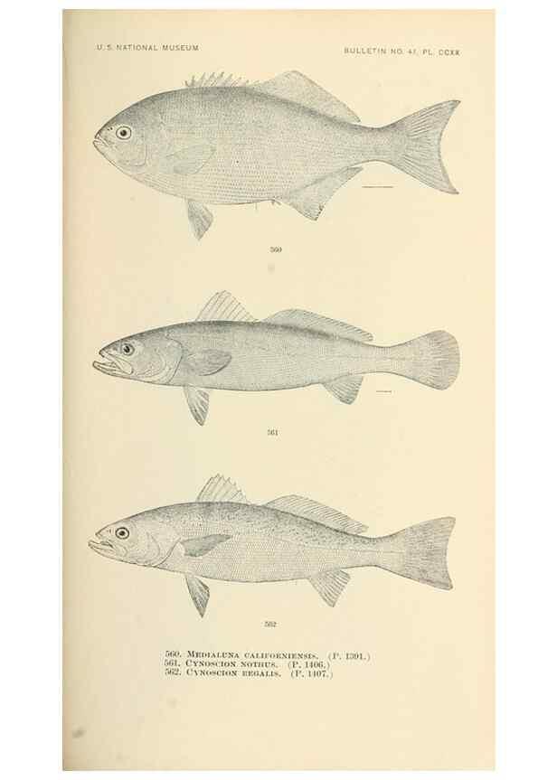 Reproducción/Reproduction 7983491118: The fishes of North and Middle America :. Washington :Smithsonian Institution, United States National Museum,1896-1900.