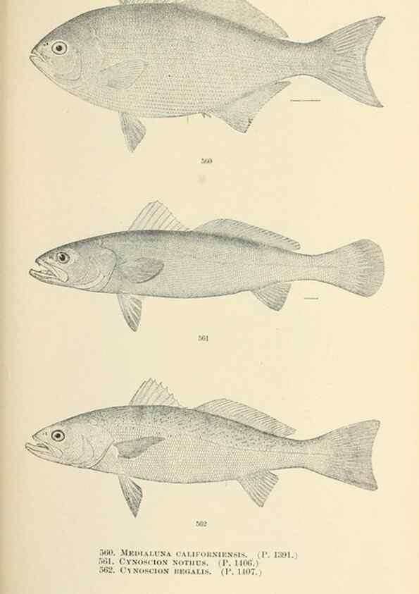 Reproducción/Reproduction 7983491118: The fishes of North and Middle America :. Washington :Smithsonian Institution, United States National Museum,1896-1900.