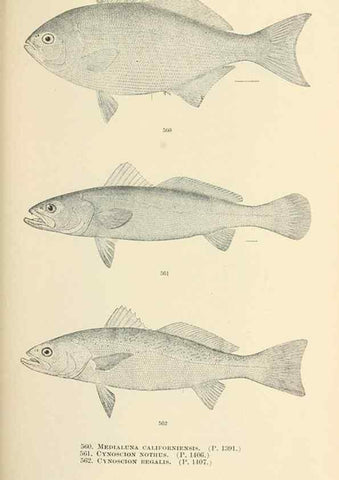 Reproducción/Reproduction 7983491118: The fishes of North and Middle America :. Washington :Smithsonian Institution, United States National Museum,1896-1900.