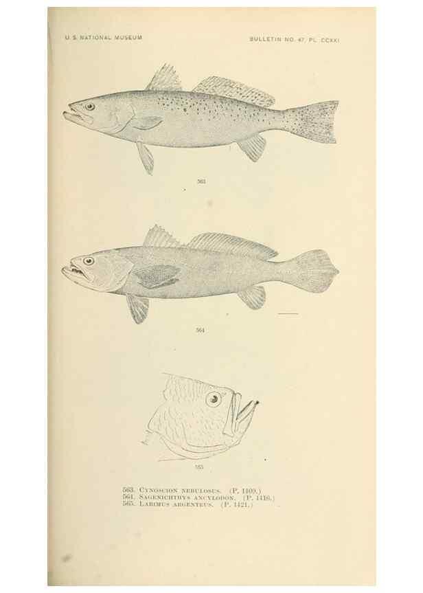 Reproducción/Reproduction 7983486999: The fishes of North and Middle America :. Washington :Smithsonian Institution, United States National Museum,1896-1900.