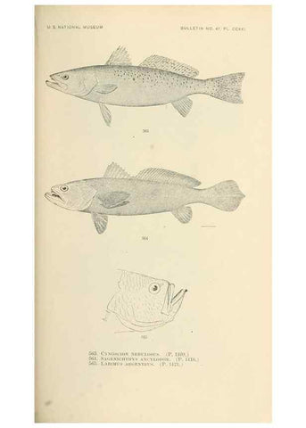 Reproducción/Reproduction 7983486999: The fishes of North and Middle America :. Washington :Smithsonian Institution, United States National Museum,1896-1900.
