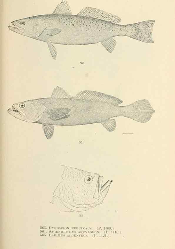 Reproducción/Reproduction 7983486999: The fishes of North and Middle America :. Washington :Smithsonian Institution, United States National Museum,1896-1900.