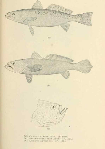 Reproducción/Reproduction 7983486999: The fishes of North and Middle America :. Washington :Smithsonian Institution, United States National Museum,1896-1900.