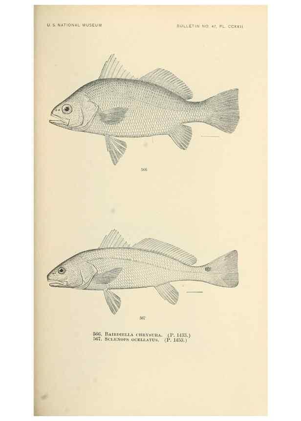 Reproducción/Reproduction 7983487575: The fishes of North and Middle America :. Washington :Smithsonian Institution, United States National Museum,1896-1900.