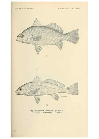 Reproducción/Reproduction 7983487575: The fishes of North and Middle America :. Washington :Smithsonian Institution, United States National Museum,1896-1900.