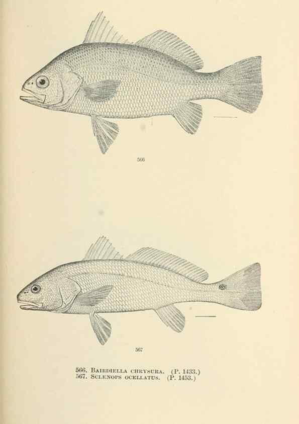 Reproducción/Reproduction 7983487575: The fishes of North and Middle America :. Washington :Smithsonian Institution, United States National Museum,1896-1900.