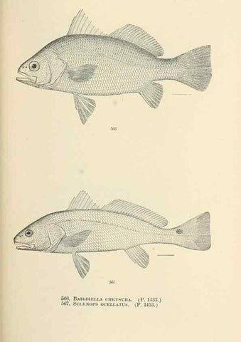 Reproducción/Reproduction 7983487575: The fishes of North and Middle America :. Washington :Smithsonian Institution, United States National Museum,1896-1900.