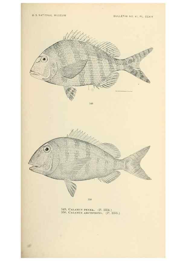 Reproducción/Reproduction 7983483083: The fishes of North and Middle America :. Washington :Smithsonian Institution, United States National Museum,1896-1900.