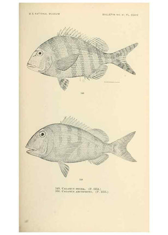 Reproducción/Reproduction 7983483083: The fishes of North and Middle America :. Washington :Smithsonian Institution, United States National Museum,1896-1900.