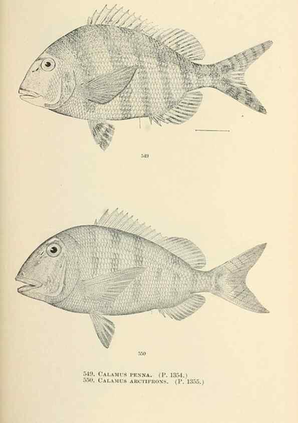 Reproducción/Reproduction 7983483083: The fishes of North and Middle America :. Washington :Smithsonian Institution, United States National Museum,1896-1900.