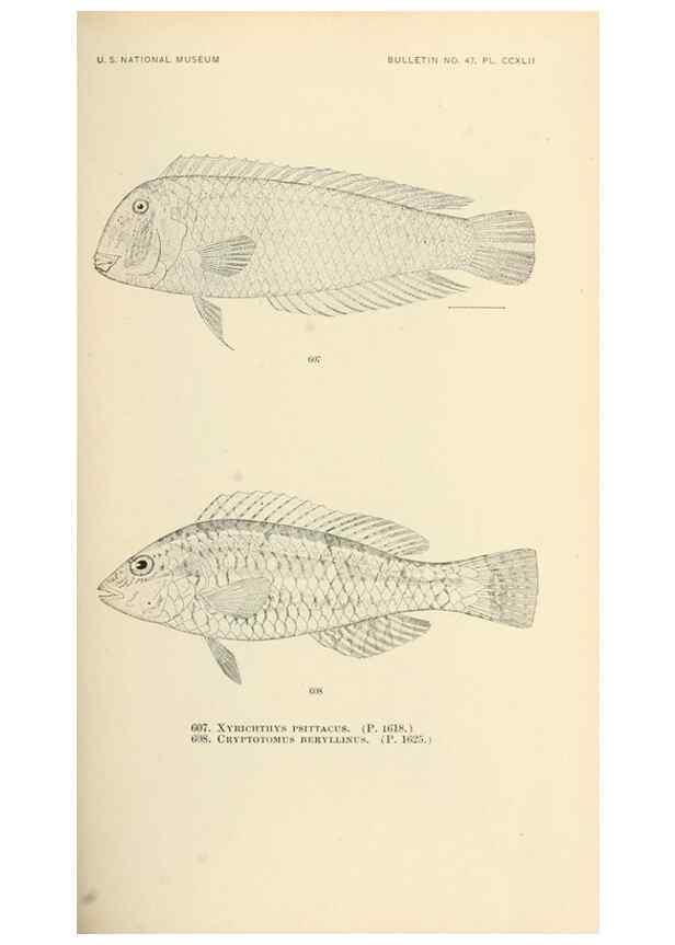 Reproducción/Reproduction 7983499379: The fishes of North and Middle America :. Washington :Smithsonian Institution, United States National Museum,1896-1900.