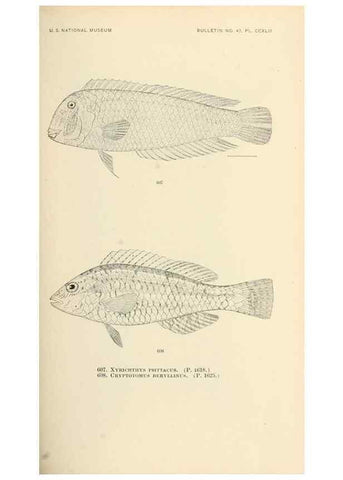 Reproducción/Reproduction 7983499379: The fishes of North and Middle America :. Washington :Smithsonian Institution, United States National Museum,1896-1900.