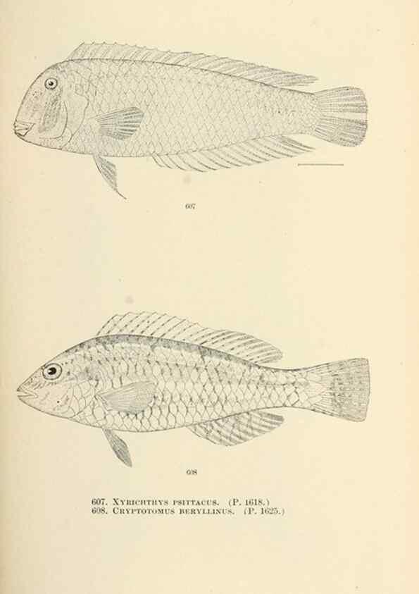 Reproducción/Reproduction 7983499379: The fishes of North and Middle America :. Washington :Smithsonian Institution, United States National Museum,1896-1900.