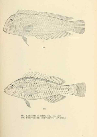 Reproducción/Reproduction 7983499379: The fishes of North and Middle America :. Washington :Smithsonian Institution, United States National Museum,1896-1900.