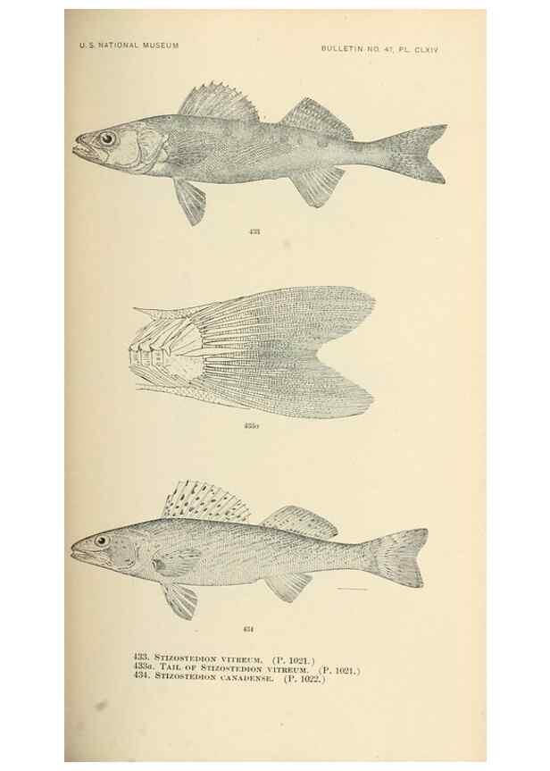 Reproducción/Reproduction 7983455810: The fishes of North and Middle America :. Washington :Smithsonian Institution, United States National Museum,1896-1900.